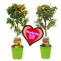 Bild von KP19 Lantana  stam orange